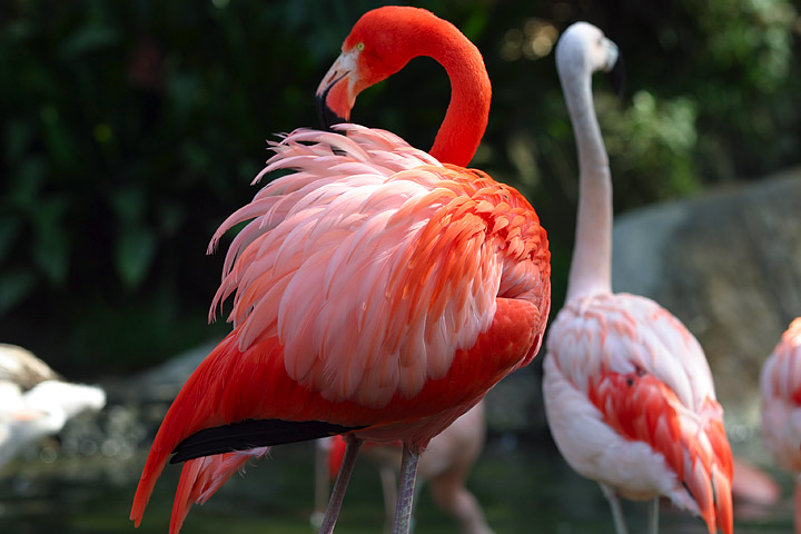 Фламинго, WeniZAYAnimals (животные)