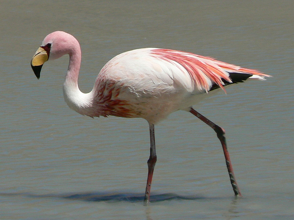 Фламинго Джемса, WeniZAYAnimals (животные)