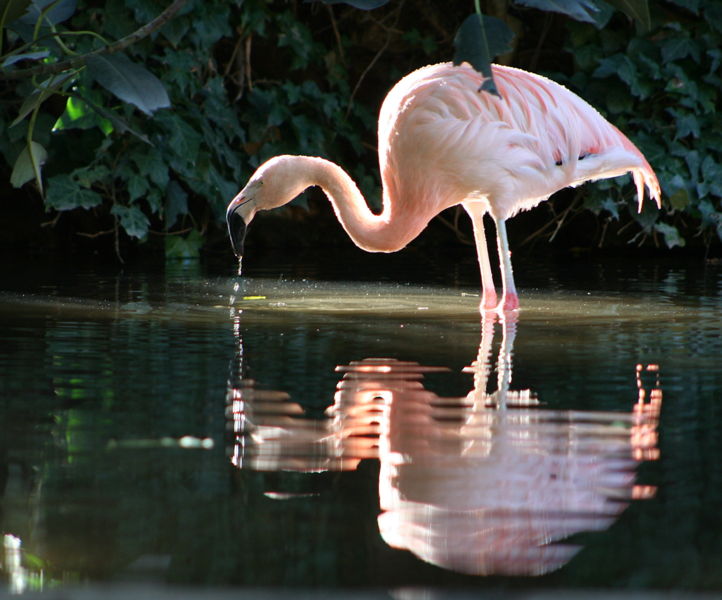 Чилийский фламинго, WeniZAYAnimals (животные)