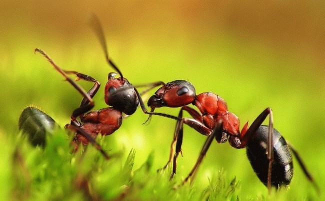 Ученые сделали неожиданное открытие о муравьях, WeniZAYScience (наука)