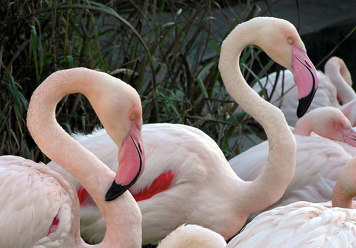 Обыкновенный фламинго, WeniZAYAnimals (животные)