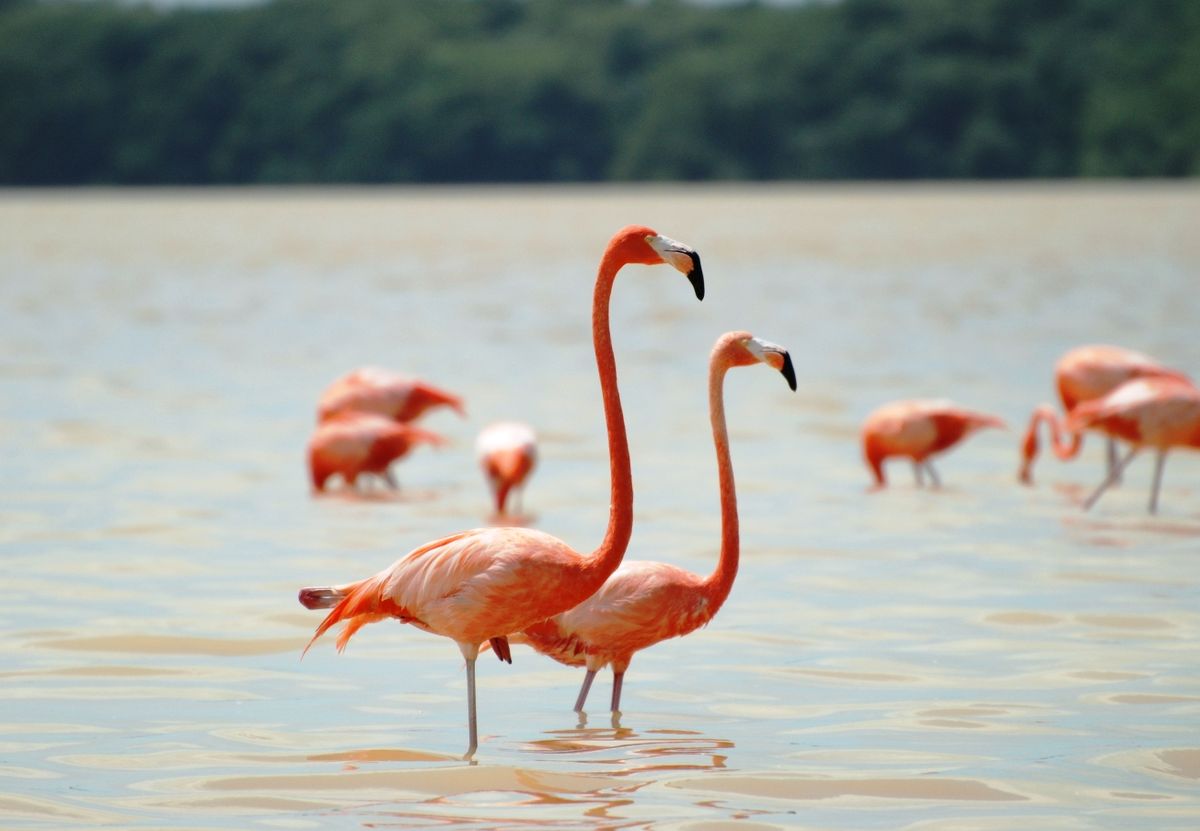 Красный фламинго, WeniZAYAnimals (животные)