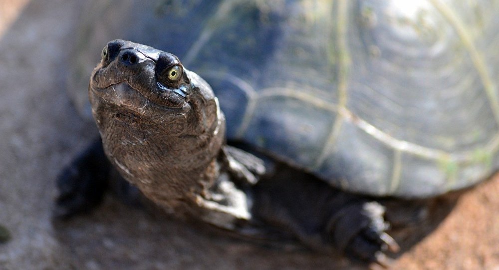 В США черепаха весом 68 килограммов устроила пожар в двух домах, Северная Америка (новости)